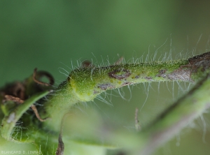 Ring and necrotic lesions on the peduncle of a tomato fruit.  <b><i>Tomato spotted wilt virus</i></b> (TSWV).