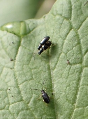 Flea beetles Leptophysa on cabbage leaf
