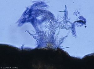 A bouquet of spores is released at the level of the ostiole of a pycnidia of <b><i>Septoria lactucae</i></b> partly immersed in the leaf tissues (100 to 200 µm in diameter).  (septoria)
