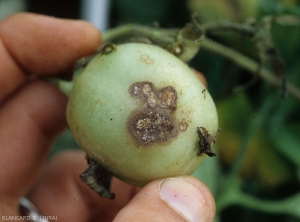 Attack of <i><b>Rhizoctonia solani</i></b> on the part of a green fruit in contact with the ground.  Rather limited, brown to beigeish, the lesions are more or less cankered and present some concentric patterns.