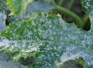 Appearance of white powdery mold associated with powdery mildew on zucchini leaves.  <i><b>Podosphaera xanthi</b></i> or <b><i>Golovinomyces cichoracearum</i> var.  <i>cichoracearum</i></b> (oidium or white, powdery mildew, white mold)