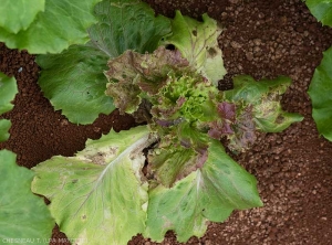 Salad foot whose growth is blocked;  the leaves of the heart no longer develop, the oldest are more or less necrotic.  <i><b>Groundnuts Ring Spot Virus</b></i> (GRSV)
