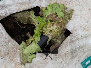 Lettuce stalk infected early whose growth is blocked and the leaves already formed are necrotic.  <b><i>Groundnuts Ring Spot Virus</i></b> (GRSV)