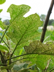 Eggplant leaves badly attacked by <i><b>Epitrix</i> sp.  </b>
