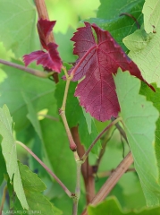 Reddening of the leaves of a small twig above the nesting area of ​​the hartebeest leafhopper (<i> <b> Stictocephala bisonia </i> </b>).