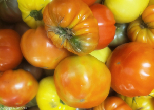 Tomate_ToBRFV_7