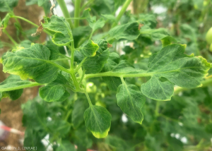 Tomate_ToBRFV_9