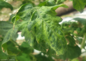 Tomate_ToBRFV_15