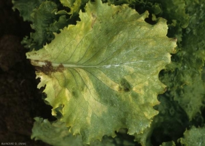 The more chlorotic spots are also delimited by the veins.  <b> <i> Bremia lactucae </i> </b> (downy mildew)
