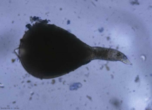 These galls contain one to several swollen adult females.  The stylet of the female can sometimes be distinguished when it has been extracted from a gall.  <b> <i> Meloidogyne </i> sp. </b> ("root-knot nematodes")
