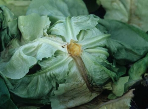 The root system of salads has disappeared.  We note on the stem the traces of many bites.
 <b> Vole damage </b>