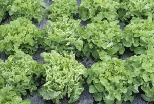 The effects of <b> <i> Mirafiori lettuce big-vein virus </i> </b>
 (MLBVV, lettuce fat vein virus) on "oak leaf" lettuce are quite amazing.  On virus-infected plants, many leaves are narrower and their blade curls at the edge.  They give the plants a particular habit which contrasts with that of neighboring healthy plants.