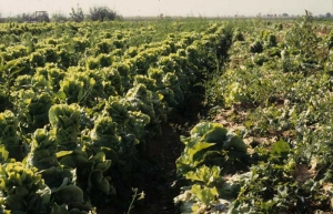The high temperatures recorded during the summer are the cause of the early initiation of the run of these lettuces.
 <b> Bolting </b>