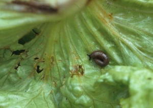 Careful observation of plants or their immediate environment can detect the culprit slug (s).
 <b> Slug damage </b>