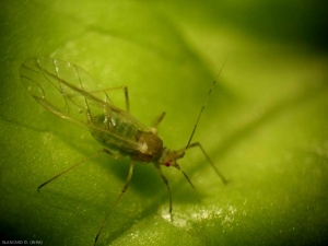 <b> Aphid </b> responsible for damage to salad.