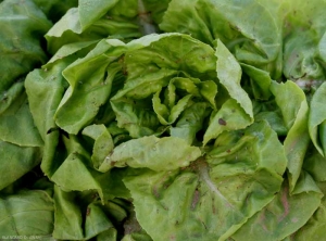 Salad stalk overgrown with aphids