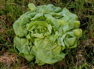 Many <b> aphids </b>  cover this salad plant.