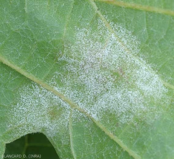 <b><i>Plasmopara viticola</i></b>