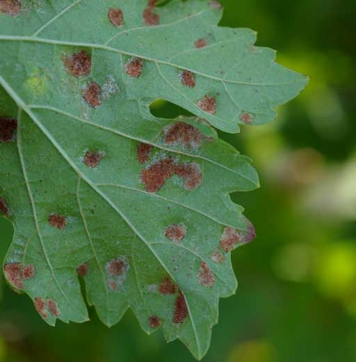 Podemos distinguir los pelos hipertrofiados en una hiel erinosa al final del ciclo vegetativo: <b> <i> Colomerus vitis </i> </b>