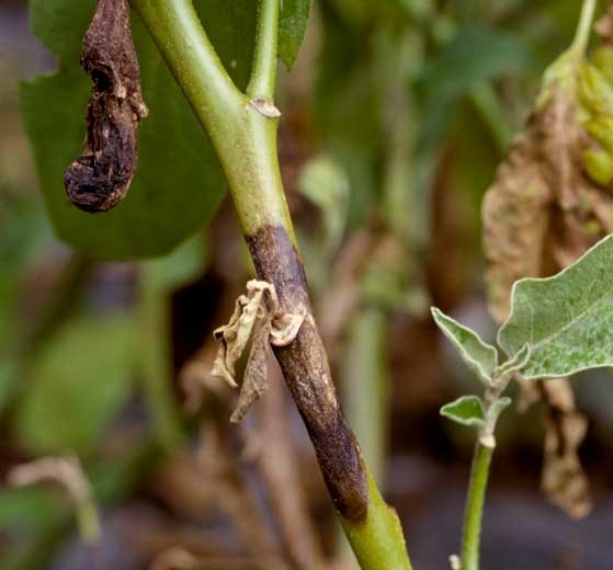 <i> <b> Didymella lycopersici </b> </i> es la causa de este cancro, de color marrón oscuro a marrón, que se desarrolló a partir de una herida que se desprende.