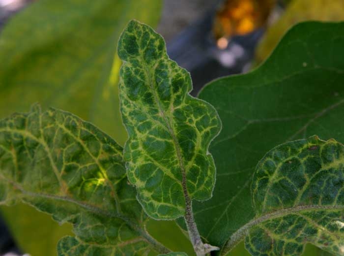 <b><i>Eggplant mottled dwarf virus</i></b>, EMDV en berenjena.