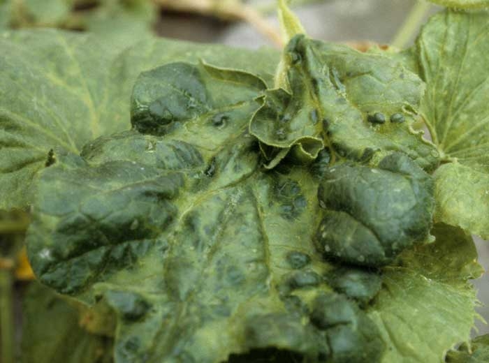 Lámina parcialmente ampollada y deformada que también presenta enación.<b><i>Zucchini yellow mosaic virus</i></b>, ZYMV.

