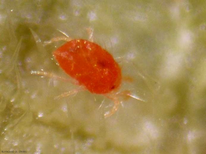 Aparición del ácaro rojo <b> <i> Tetranychus cinnabarinus </i> </b>. 
