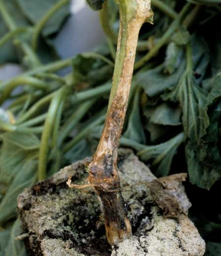 <i></b>Didymella bryoniae</b></i>