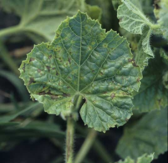 Numerosas manchas marrones más o menos necróticas cubren ahora la lámina que está algo deformada.
 <i> <b> Cladosporium cucumerinum </b> </i>