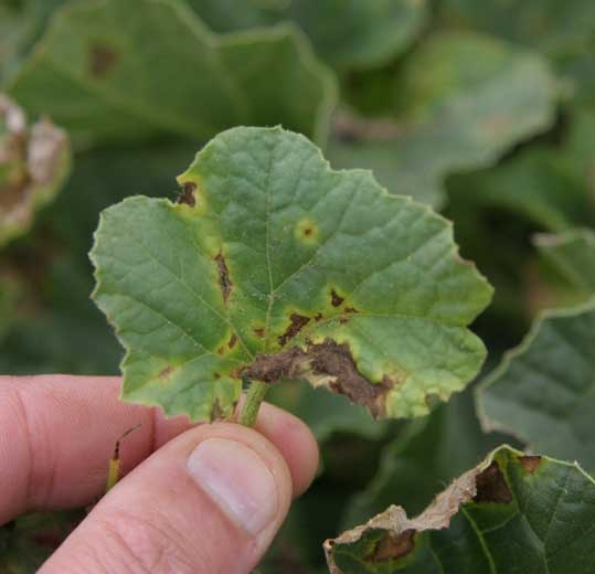 Las condiciones húmedas y frías favorecieron el desarrollo de las manchas.  Son marrones, a veces bastante extensos, y tienen un halo amarillo bien marcado.
 <i> <b> Cladosporium cucumerinum </b> </i>