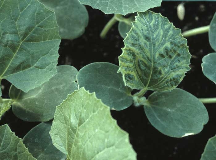 Plántula de melón con tejidos interveinales descoloridos de la primera hoja;  esto muestra una marcada banda de venas.  Esta plántula virosa proviene de una semilla contaminada. <b><i>Squash mosaic virus</i></b>, SqMV.
