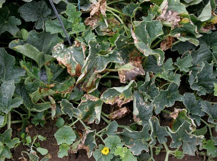 <b><i>Pseudomonas syringae</i> pv. <i>aptata</i></b> en el melon