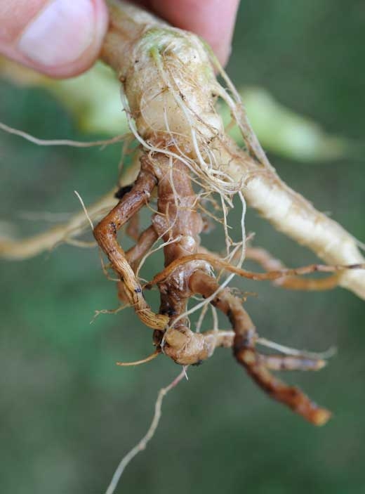 El daño es mayor en este sistema de raíces.  Muchas raíces están podridas, en algunas ha desaparecido la corteza.  El tejido alterado muestra una coloración marrón rojiza. <i> <b> Phomopsis sclerotioides </b> </i> (pudrición de la raíz negra)