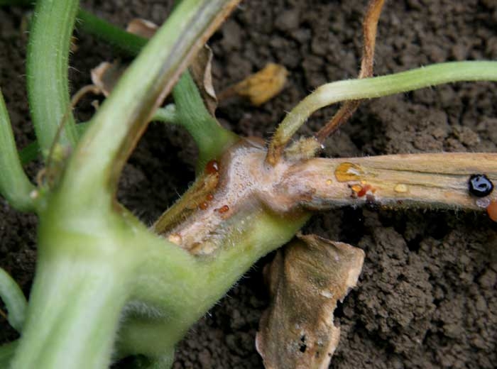 <b><i>Fusarium oxysporum</i> f. sp. <i>melonis</i></b> en melón 