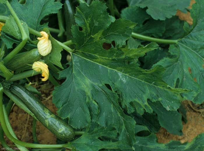 Algunas áreas periféricas del limbo de esta hoja de calabacín son más pálidas y afiladas. <b><i>Watermelon mosaic virus</i></b>, WMV.