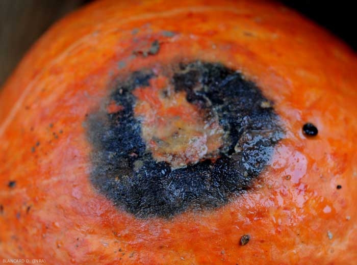 Detalle de una lesión de antracnosis en calabaza.  <i> <b> Colletotrichum orbiculare </b> </i> (antracnosis).