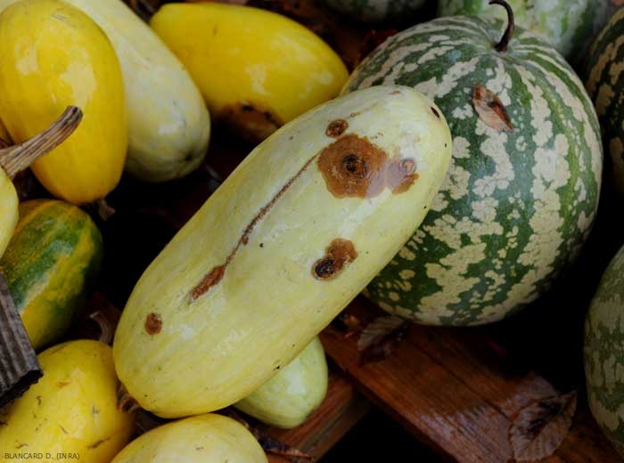 Algunas manchas marrones y circulares, más o menos desarrolladas, son visibles en la fruta de la calabaza.  <i> <b> Colletotrichum orbiculare </b> </i> (antracnosis).