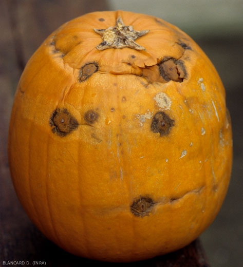 Varias manchas negruzcas salpican esta calabaza.  De esta manera se establecen varias islas de podredumbre.  <b> <i> Didymella bryoniae </i> </b> (pudrición negra en la fruta).