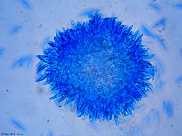 Aspecto de una esporodoquia joven (racimo de conidióforos y conidios) formada por una <b> <i> Fusarium </i> sp.  </b> 