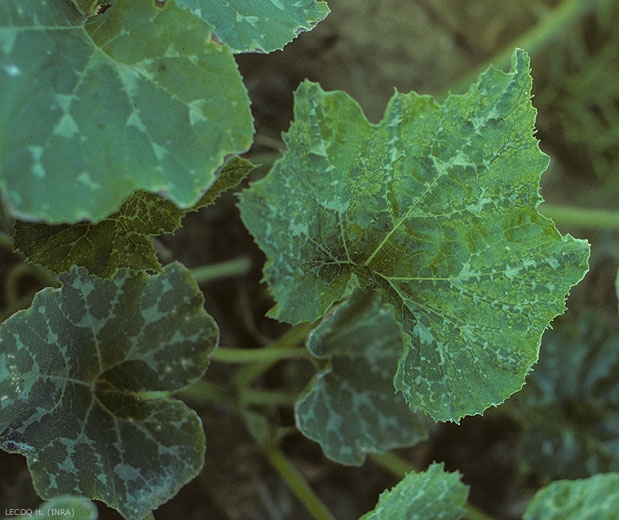 Distorsionar el mosaico en una hoja de calabaza <b><i>Watermelon mosaic virus</i></b>, WMV.