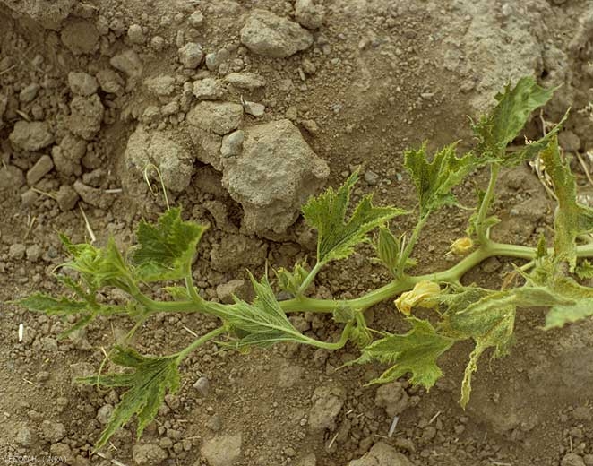 Todas las hojas de esta planta de calabaza son mosaicas, incluso coróticas, deformadas, con fuerte tendencia a la filiformidad.<b><i>Watermelon mosaic virus</i></b>, WMV.