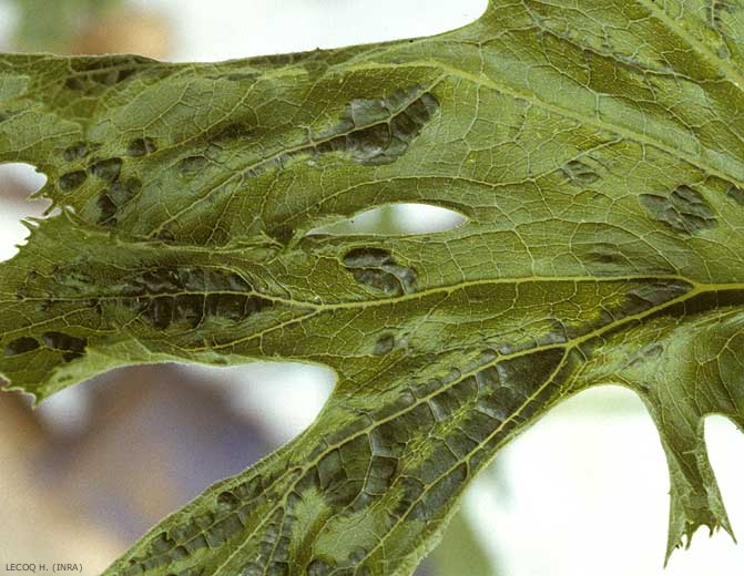 Varias ampollas de color verde oscuro deforman localmente esta hoja de calabacín.<b><i>Watermelon mosaic virus</i></b>, WMV.