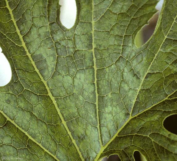 Detalle de un mosaico sobre una hoja de calabacín. <b><i>Watermelon mosaic virus</i></b>, WMV.