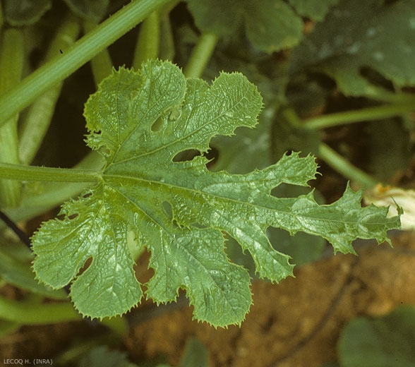 Esta hoja de calabacín ligeramente deformada tiene un veteado discreto. <b><i>Watermelon mosaic virus</i></b>, WMV.