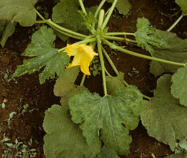 Pie de calabacín afectado por <b><i>Papaya ring spot virus</i></b>, PRSV. Ápice bloqueado, mosaico y hojas deformadas materializan el parasitismo de este virus.