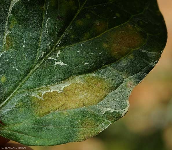 Detalle de una mancha clorótica observada en la superficie superior del limbo.
<b><i> Pseudocercospora fuligena</b></i>