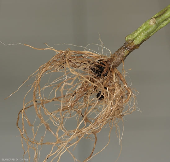 Este sistema de raíces está completamente podrido por <b> <i> Fusarium oxysporum </i> f. sp. <i> radicis-lycopersici </i>. Un cancro marrón rodea el cuello. (FORL) </b> (<i> Fusarium </i> pudrición de la corona y la raíz)