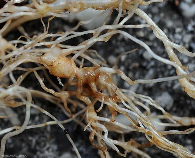 Además de la presencia de agallas, la corteza se vuelve marrón en algunos lugares.  <b> <i> Meloidogyne </i> sp. </b> (nematodos agalladores)