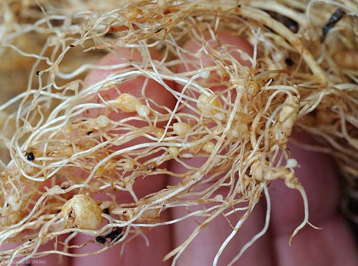 Las agallas circulares, que varían en diámetro, están presentes en este sistema de raíces de ensalada.  <b> <i> Meloidogyne </i> sp. </b> (nematodos agalladores)