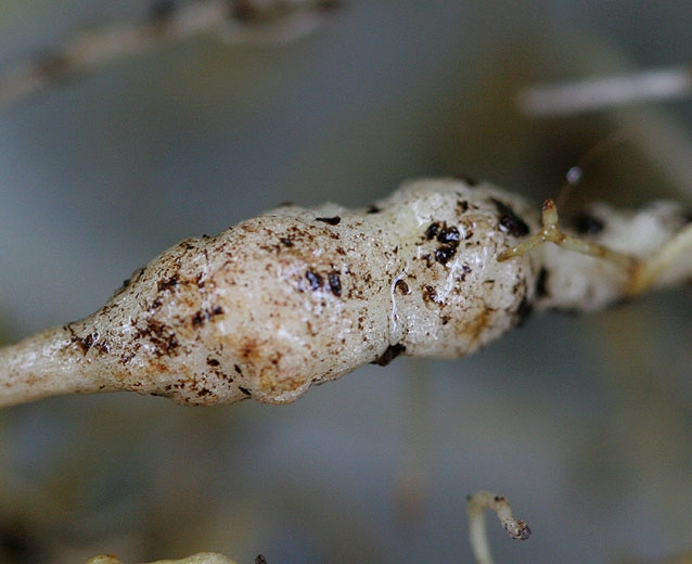 Detalle de una hinchazón radicular en ensalada generada por el parasitismo de un <b> <i> Meloidogyne </i> sp. </b> (nematodos agalladores)